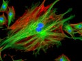 Fluorescence Microscope image of cells undergoing mitosis Royalty Free Stock Photo