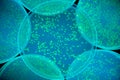 fluorescent bacteria background