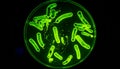 Fluorescent Bacteria Colony in a Petri Dish Royalty Free Stock Photo
