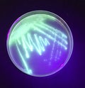 Fluorescent bacteria Pseudomonas under UV light
