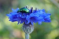 Fluorescent beetle on a blue flower