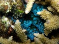 Fluorescent Blue Tunicates Feeding Royalty Free Stock Photo