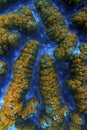 Fluorescent Brain Coral Polyps off Padre Burgos, Leyte, Philippines