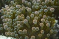 Fluorescent bubble sea anemone off Balicasag Island, Bohol, Philippines Royalty Free Stock Photo