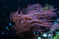 fluorescent bubble tip anemone, pink animal move tentacles and protect blurred Clark\'s anemonefish, stone reef marine aqua