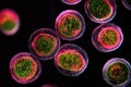 Fluorescent Cells Under Microscope: Vibrant Biological Micro. Royalty Free Stock Photo