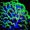 Fluorescent Coral Close-Up, Made with Generative AI