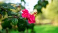 Fluorescent flower of Gudhal OR Red Hibiscus with evergreen leaves. Flowering plant in winter season with green background Royalty Free Stock Photo