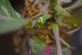 Fluorescent green beetle