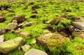 Fluorescent green sea lettuce Ulva lactuca seaweed