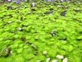 Fluorescent green sea lettuce Ulva lactuca seaweed Royalty Free Stock Photo