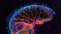 Fluorescent image of a mouse brain highlighting the dense population of neurons in the suprachiasmatic nucleus known as