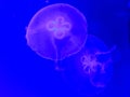 Fluorescent jelly fish Royalty Free Stock Photo