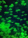 Fluorescent jellyfish dancing in the dark