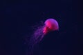 Fluorescent lion's mane jellyfish swimming underwater aquarium pool with red neon light. Royalty Free Stock Photo