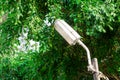 Fluorescent Lamp under tree Royalty Free Stock Photo