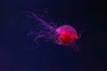 Fluorescent lion's mane jellyfish swimming underwater aquarium pool with red neon light. Royalty Free Stock Photo