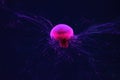 Fluorescent lion's mane jellyfish swimming underwater aquarium pool with red neon light. Royalty Free Stock Photo