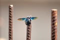 Fluorescent Beetle with Wings Outstretched Resting on Rebar Metal Bar