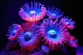 fluorescent sea anemones glowing under ultraviolet light Royalty Free Stock Photo