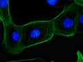 Fluorescent stem cells growing in culture showing microtubules in green and nucleus in blue Royalty Free Stock Photo