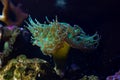 fluorescent torch coral move long green tentacle in strong flow and hunt for food, nano reef marine aquarium