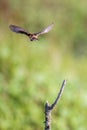 Flurry of wings. Small bird take off and flight away from empty dry branch Royalty Free Stock Photo