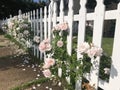 Pink Roses on White Picket Fence Royalty Free Stock Photo