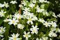 A flush of white greater stitchwort growing wild in the French countryside