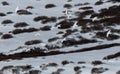 White-tailed Ptarmigan Flock in Flight Royalty Free Stock Photo