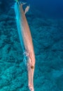 Flute fish at Isla Revillagigedos, Mexico Royalty Free Stock Photo