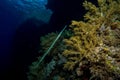 Flute fish in the red sea Royalty Free Stock Photo