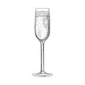 Hand drawn full champagne glass sketch. Sparkling wine glass Royalty Free Stock Photo