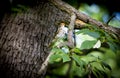 A singing Wood Thrush's on a branch in the Blue Ridge Mountains of Virginia Royalty Free Stock Photo