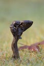 Fluted Black Elfin Saddle Helvella lacunosa