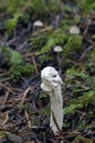 Fluted Black Elfin Saddle Helvella lacunosa