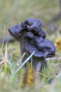Fluted Black Elfin Saddle Helvella lacunosa in a grass field