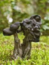 Fluted Black Helvella Mushroom