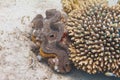 Fluted Giant Tridacna squamosa in Red Sea