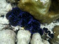 Fluted Giant Clams