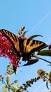Flutterby Royalty Free Stock Photo