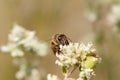 honey bee looking for pollen Royalty Free Stock Photo