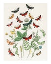 Fluttering butterflies and caterpillars vintage illustration wall art print and poster design remix from original artwork