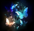 Fluttering butterflies on glowing black background