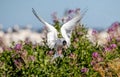 Fluttering tern. Common Tern with spreading wings in flight at sunny day. Front view. blooming Sally Flowers on the background.