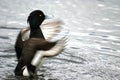 Fluttering tufted duck