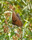 Butterfly in the Dolly Sods Wilderness, Monongahela National Forest, West Virginia