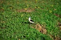 Gaze of a Fluvicola nengeta bird on the grass in the city park