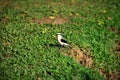 A nice bird Fluvicola nengeta on the grass in the city park