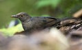 Fluweellijster, Glossy-black Thrush, Turdus serranus Royalty Free Stock Photo